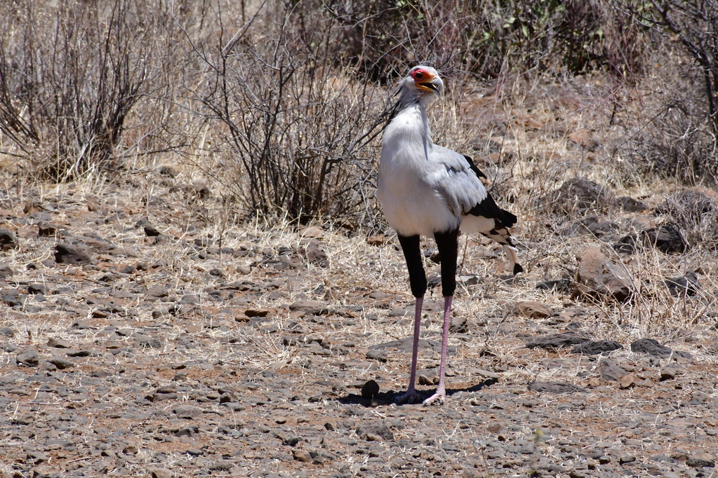 Buffalo Springs Nat. Reserve